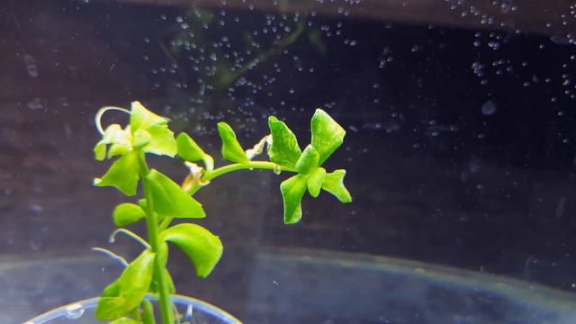 БАКОПА МОНЬЕ ВАРИЕГАТНАЯ ( bacopa monnieri variegatus ) смотреть онлайн