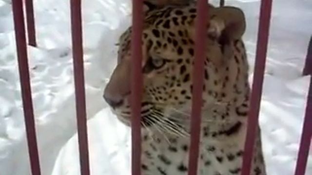 Леопард и папарацци смотреть онлайн