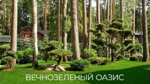 Хвойный лес на дачном участке. Создаем вечнозеленый оазис