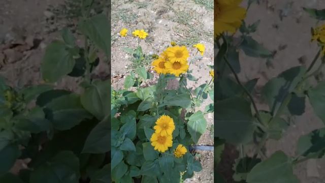 наши цветы #огород #дача #сад #цветы #даритеженщинамцветы смотреть онлайн