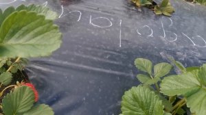 Земляника Флаголаура (Fragolaurea).