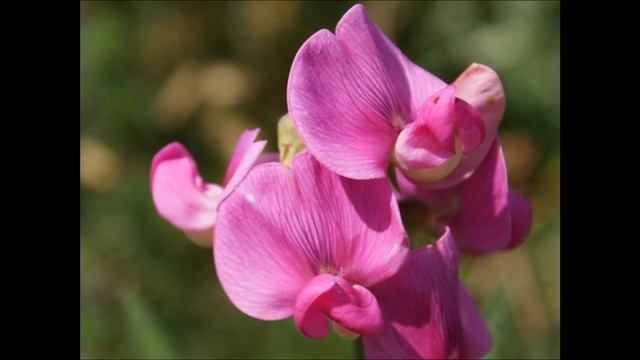 NON TI SCORDA DI ME / DO NOT FORGET ME -Andre Rieu Violin [SWEET PEA FLOWERS] -HyVan смотреть онлайн