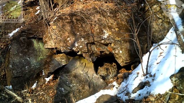 Тигр и леопард «отметились» при посещении одного грота (без музыки) \\ Tiger and leopard in one cave смотреть онлайн