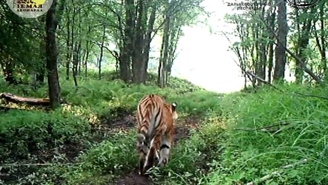 Хищники и травоядные у подкормочной площадки "Земли леопарда" смотреть онлайн