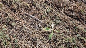 бинарный посев эспарцет иподсолнечник