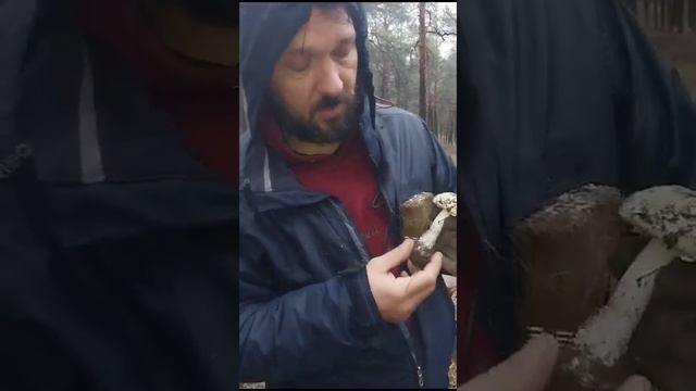 Пробую и рассматриваю бледную поганку. смотреть онлайн