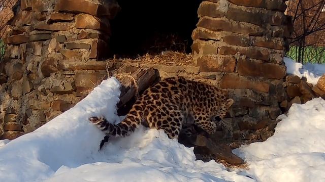 Спасённый леопард Leo 260M добыл своего первого оленя смотреть онлайн
