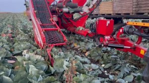 Механизированная уборка капусты комбайном Asa-Lift TK 1000 E