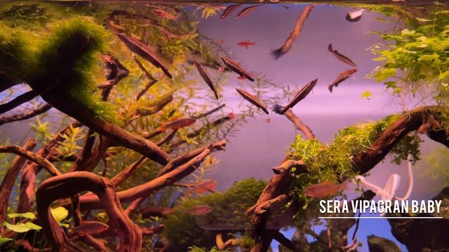 Fish Feeding - Кормление аквариумных рыбок смотреть онлайн