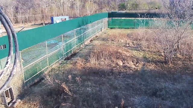 Раненый леопард в вольере Центра реабилитации смотреть онлайн