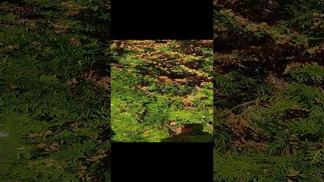 Туя до мойки.