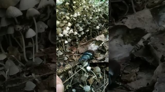 жук охраняет грибы) смотреть онлайн