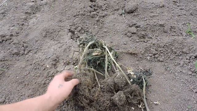 ТРАВНЕВІ МОРОЗИ: У Заліщиках померзла городина смотреть онлайн