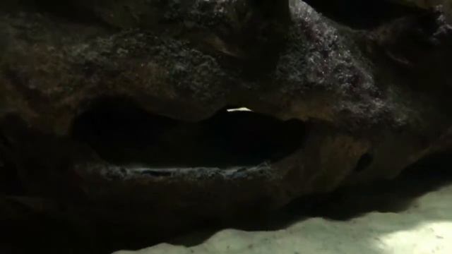 Молодой Астронотус, Акары, Северум И Маленький Таракан