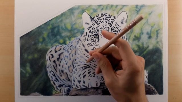 Jaguar | Colored Pencil Drawing Time Lapse смотреть онлайн