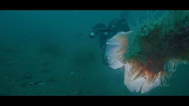 Самую большую в мире медузу впервые сняли на видео в Морском заповеднике (видео - Дмитрий Рудась) смотреть онлайн
