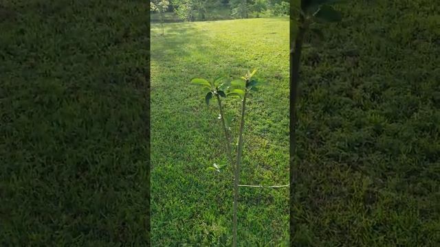 Willis orchard apple tree update 4-16-17 смотреть онлайн