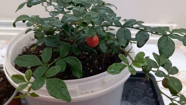 Трифазия трифолия. Экзотика дома. Triphasia Trifolia.