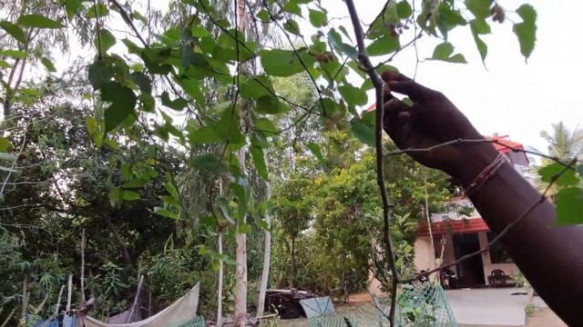 Fruits harvest | water apple | star fruit | cherry | mulberry | guava|papaya | art of farming смотреть онлайн