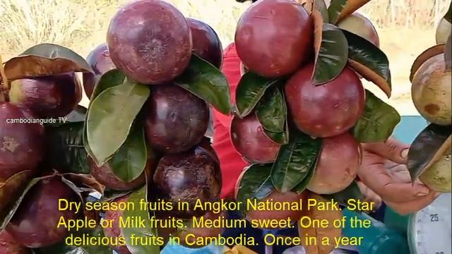Dry Season Fruit , Angkor National Park , Star Apple , Milk Fruit смотреть онлайн