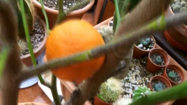 My LEMON TREE has started growing ORANGES смотреть онлайн