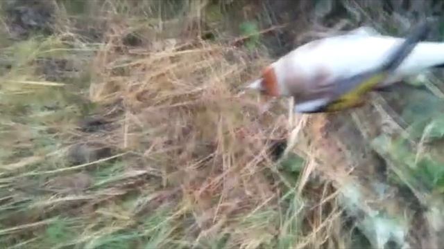 Видео друзей смотреть онлайн