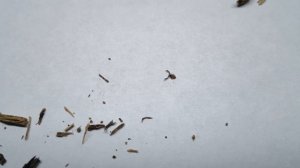 ЛОЖНОСКОРПИОНЫ. ИНТЕРЕСНЫЕ ФАКТЫ И СЕКРЕТЫ СОДЕРЖАНИЯ