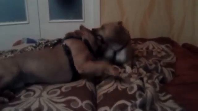 Додж и Шелли смотреть онлайн