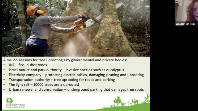 Trees in the Medicine Cabinet: The wonder of trees and their ability to cure in times of crisis смотреть онлайн