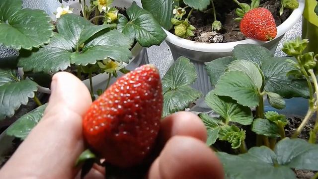 Клубника на подоконнике! Собираем и пробуем первую ягоду. Самая честная реакция! смотреть онлайн