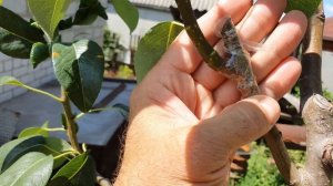 Результат прививки груши 2021. Летняя прививка Груши почкой. Окулировка Груши.