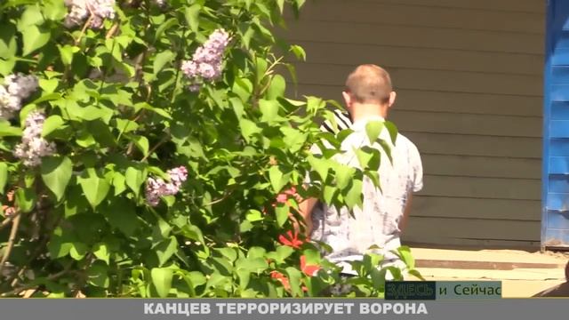 Ворона нападает на людей смотреть онлайн