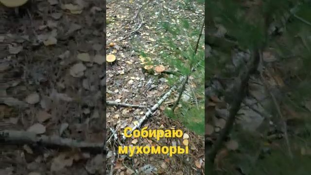 Собираю мухоморы, кому надо? @Muhomar смотреть онлайн