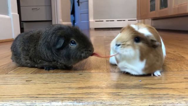 Guinea Pigs Apple Peel Tug-of-War смотреть онлайн