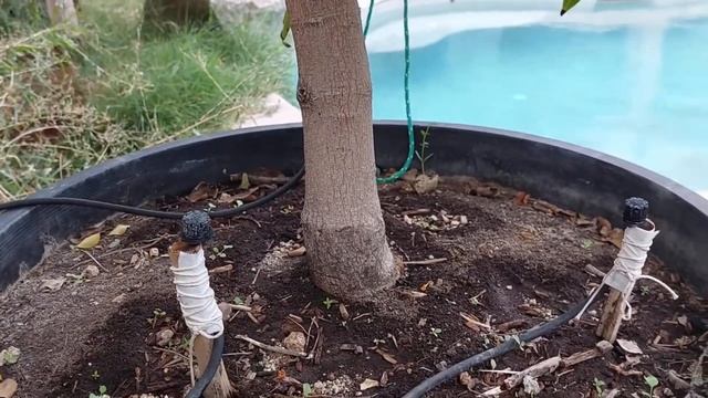 Top 5 Dwarf Mango Verity In Pot | Best Mango Verity Grow In Pot | गमले के लिए सबसे अच्छा आम смотреть онлайн