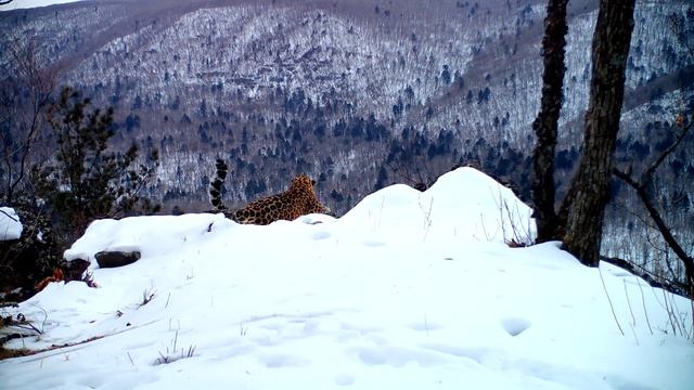 «Песня» самого редкого леопарда - Song of rarest leopard смотреть онлайн