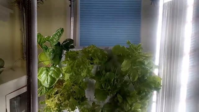 Martian Tower Garden (Nutroponic) for Indoor Use: It's A LOT of work смотреть онлайн