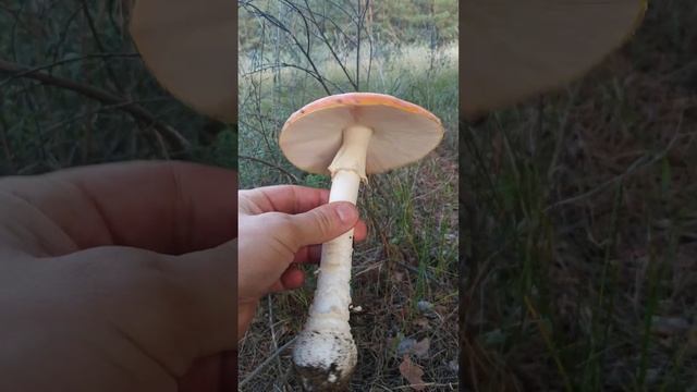 За мухоморами. Собираю и продаю мухоморы. Пишите в телеграмм https://t.me/Muhomar смотреть онлайн