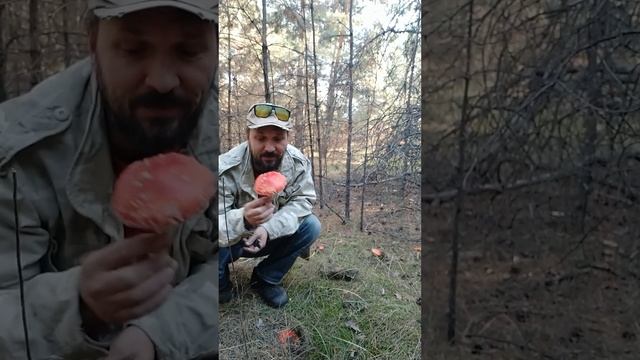 Никогда не ешьте мухоморы!!! https://t.me/Muhomar смотреть онлайн