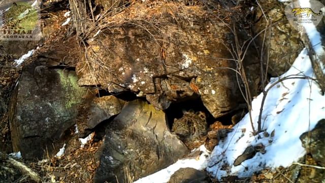 Тигр и леопард «отметились» при посещении одного грота \\ Tiger and leopard in one cave смотреть онлайн