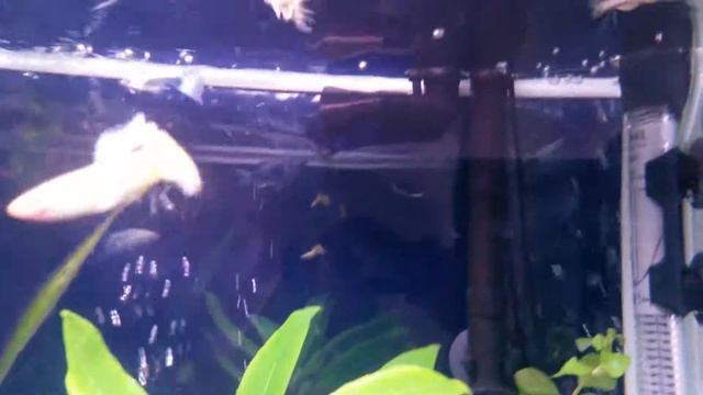 My aquarium 250 litres After 6 month "Barbus AB-1200F, Light 2х30 vt, 1200х380х650" смотреть онлайн