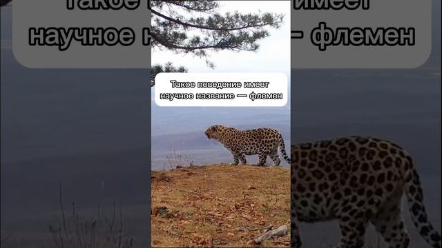 Дирекция заповедников «Земля леопарда» смотреть онлайн