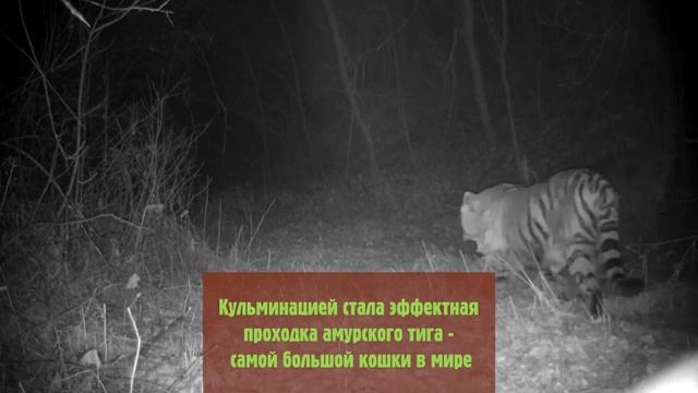 Дикие животные прошли по следам Димы Билана на «Земле леопарда» смотреть онлайн
