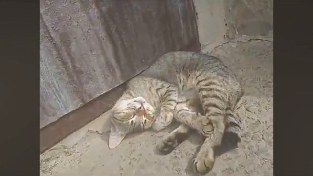 Кися😻 смотреть онлайн