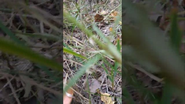 Пошёл за мухоморами и наткнулся на поляну подосиновиков. Грибника бомбит. смотреть онлайн