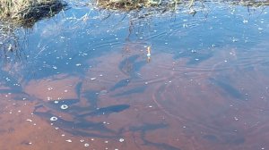 Нерест язя, весна 2024г.