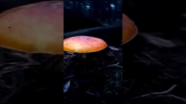 Мухомор, царь грибов. Только мухоморы телеграмм https://t.me/Muhomar смотреть онлайн