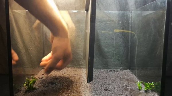 2700 К или 4000 К? ЧТО ЛУЧШЕ ДЛЯ РАСТЕНИЙ? ЭКСПЕРИМЕНТ!