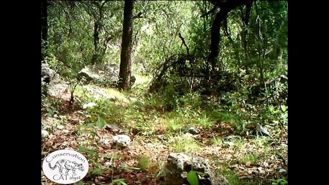 Exclusive video of El Jefe: America's only known wild jaguar conservation CATalyst смотреть онлайн