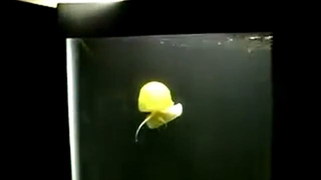 Golden apple snail power!!! смотреть онлайн